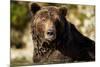 Brown Bear, Katmai National Park, Alaska-null-Mounted Photographic Print