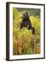 Brown Bear, Katmai National Park, Alaska-Paul Souders-Framed Photographic Print