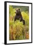 Brown Bear, Katmai National Park, Alaska-Paul Souders-Framed Photographic Print