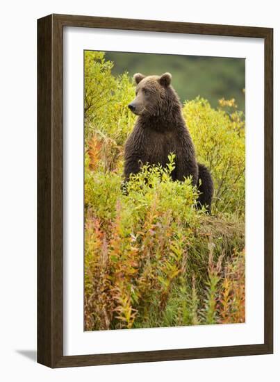 Brown Bear, Katmai National Park, Alaska-Paul Souders-Framed Photographic Print