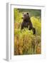 Brown Bear, Katmai National Park, Alaska-Paul Souders-Framed Photographic Print