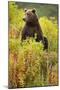 Brown Bear, Katmai National Park, Alaska-Paul Souders-Mounted Photographic Print