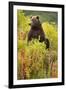 Brown Bear, Katmai National Park, Alaska-Paul Souders-Framed Photographic Print