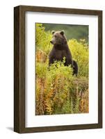 Brown Bear, Katmai National Park, Alaska-Paul Souders-Framed Photographic Print