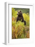 Brown Bear, Katmai National Park, Alaska-Paul Souders-Framed Photographic Print