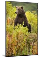 Brown Bear, Katmai National Park, Alaska-Paul Souders-Mounted Photographic Print