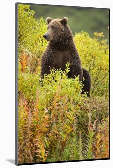 Brown Bear, Katmai National Park, Alaska-Paul Souders-Mounted Photographic Print