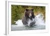 Brown Bear, Katmai National Park, Alaska-Paul Souders-Framed Photographic Print