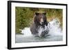 Brown Bear, Katmai National Park, Alaska-Paul Souders-Framed Photographic Print