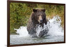 Brown Bear, Katmai National Park, Alaska-Paul Souders-Framed Photographic Print