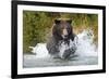 Brown Bear, Katmai National Park, Alaska-Paul Souders-Framed Photographic Print