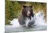 Brown Bear, Katmai National Park, Alaska-Paul Souders-Mounted Photographic Print