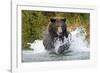 Brown Bear, Katmai National Park, Alaska-Paul Souders-Framed Photographic Print