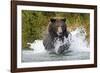 Brown Bear, Katmai National Park, Alaska-Paul Souders-Framed Photographic Print