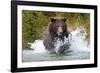 Brown Bear, Katmai National Park, Alaska-Paul Souders-Framed Photographic Print