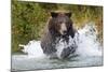 Brown Bear, Katmai National Park, Alaska-Paul Souders-Mounted Photographic Print