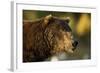 Brown Bear, Katmai National Park, Alaska-Paul Souders-Framed Photographic Print