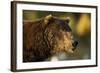 Brown Bear, Katmai National Park, Alaska-Paul Souders-Framed Photographic Print