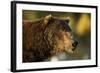 Brown Bear, Katmai National Park, Alaska-Paul Souders-Framed Photographic Print