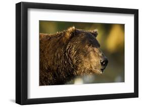 Brown Bear, Katmai National Park, Alaska-Paul Souders-Framed Photographic Print