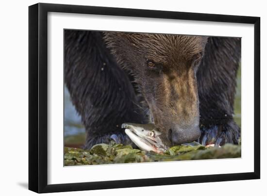 Brown Bear, Katmai National Park, Alaska-Paul Souders-Framed Photographic Print