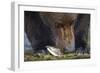 Brown Bear, Katmai National Park, Alaska-Paul Souders-Framed Photographic Print