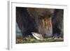 Brown Bear, Katmai National Park, Alaska-Paul Souders-Framed Photographic Print