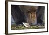 Brown Bear, Katmai National Park, Alaska-Paul Souders-Framed Photographic Print