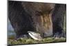 Brown Bear, Katmai National Park, Alaska-Paul Souders-Mounted Photographic Print