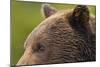 Brown Bear, Katmai National Park, Alaska-Paul Souders-Mounted Photographic Print