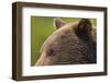 Brown Bear, Katmai National Park, Alaska-Paul Souders-Framed Photographic Print