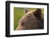 Brown Bear, Katmai National Park, Alaska-Paul Souders-Framed Photographic Print