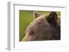 Brown Bear, Katmai National Park, Alaska-Paul Souders-Framed Photographic Print