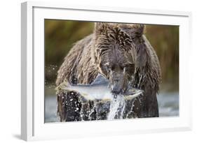 Brown Bear, Katmai National Park, Alaska-Paul Souders-Framed Photographic Print