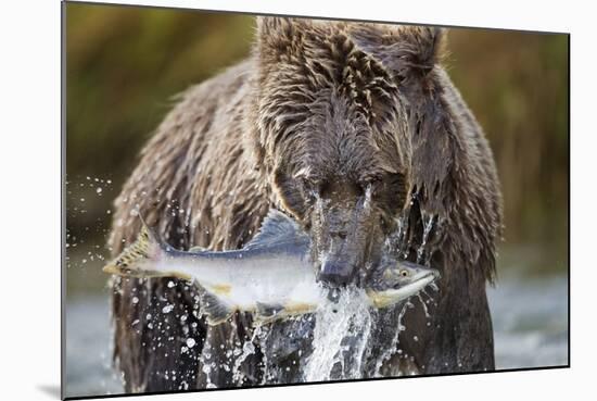 Brown Bear, Katmai National Park, Alaska-Paul Souders-Mounted Photographic Print