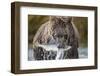 Brown Bear, Katmai National Park, Alaska-Paul Souders-Framed Photographic Print