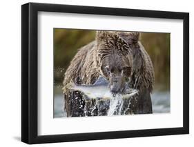 Brown Bear, Katmai National Park, Alaska-Paul Souders-Framed Photographic Print