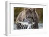 Brown Bear, Katmai National Park, Alaska-Paul Souders-Framed Photographic Print