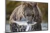 Brown Bear, Katmai National Park, Alaska-Paul Souders-Mounted Photographic Print