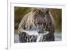 Brown Bear, Katmai National Park, Alaska-Paul Souders-Framed Photographic Print