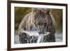 Brown Bear, Katmai National Park, Alaska-Paul Souders-Framed Photographic Print