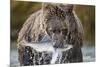 Brown Bear, Katmai National Park, Alaska-Paul Souders-Mounted Photographic Print