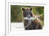 Brown Bear, Katmai National Park, Alaska-Paul Souders-Framed Photographic Print