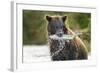 Brown Bear, Katmai National Park, Alaska-Paul Souders-Framed Photographic Print