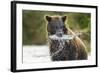 Brown Bear, Katmai National Park, Alaska-Paul Souders-Framed Photographic Print