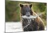 Brown Bear, Katmai National Park, Alaska-Paul Souders-Mounted Photographic Print