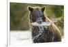 Brown Bear, Katmai National Park, Alaska-Paul Souders-Framed Photographic Print