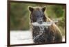 Brown Bear, Katmai National Park, Alaska-Paul Souders-Framed Photographic Print