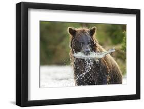 Brown Bear, Katmai National Park, Alaska-Paul Souders-Framed Photographic Print