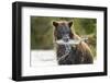 Brown Bear, Katmai National Park, Alaska-Paul Souders-Framed Photographic Print